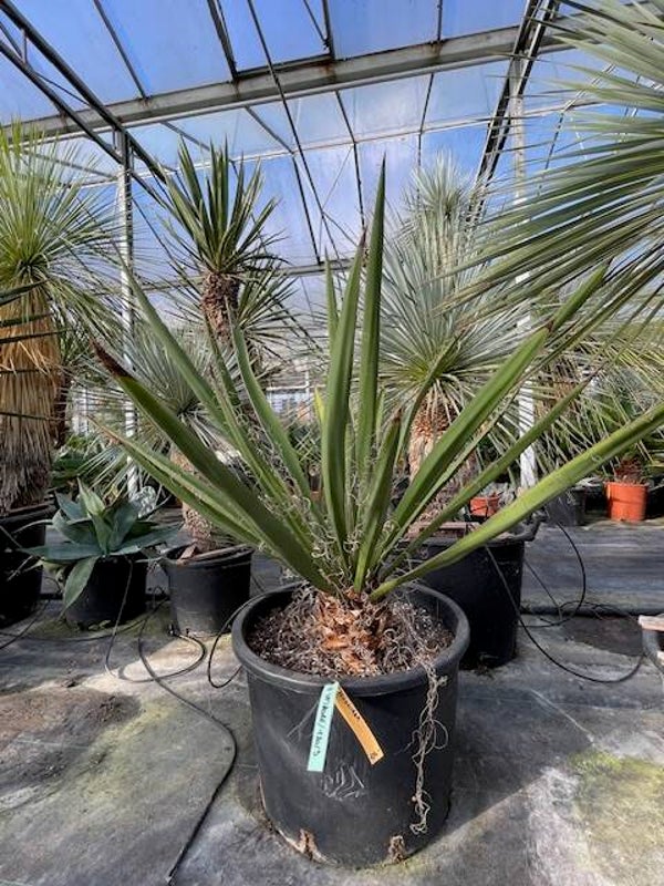 Yucca faxoniana