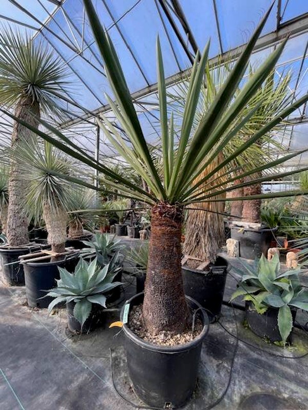 Yucca faxoniana