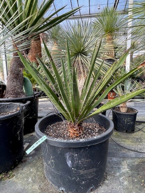 Yucca faxoniana