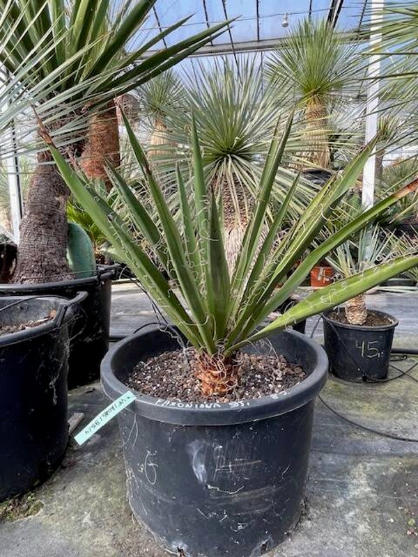Yucca faxoniana