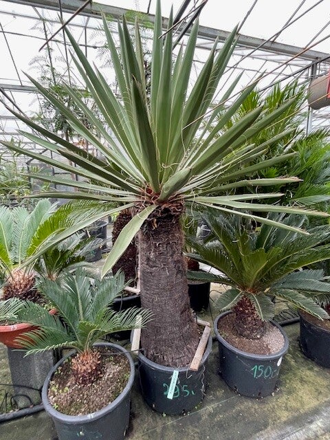 Yucca faxoniana