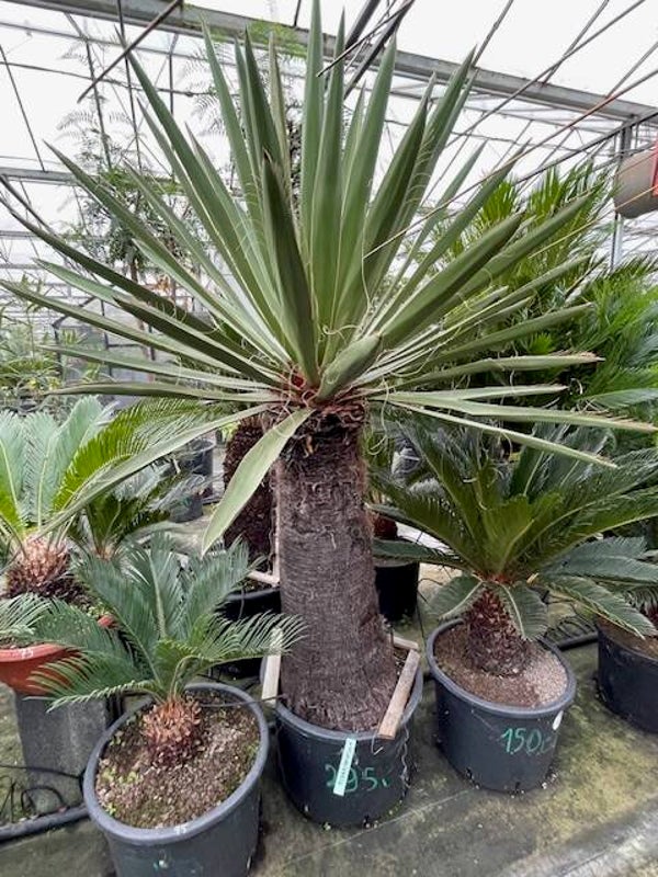 Yucca faxoniana