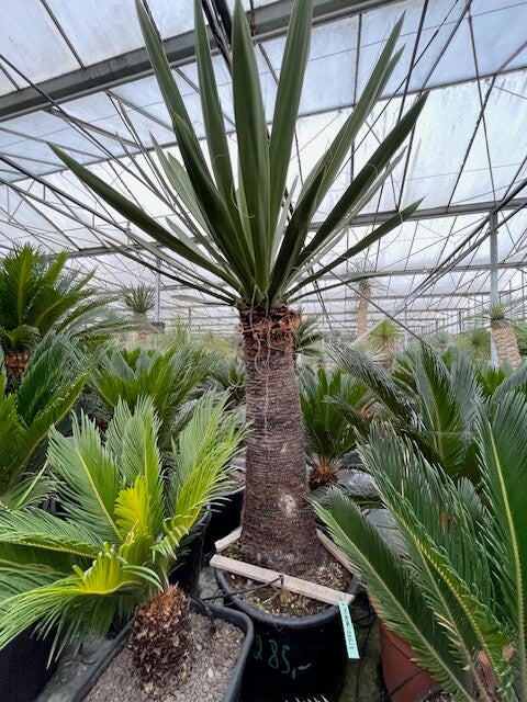 Yucca faxoniana