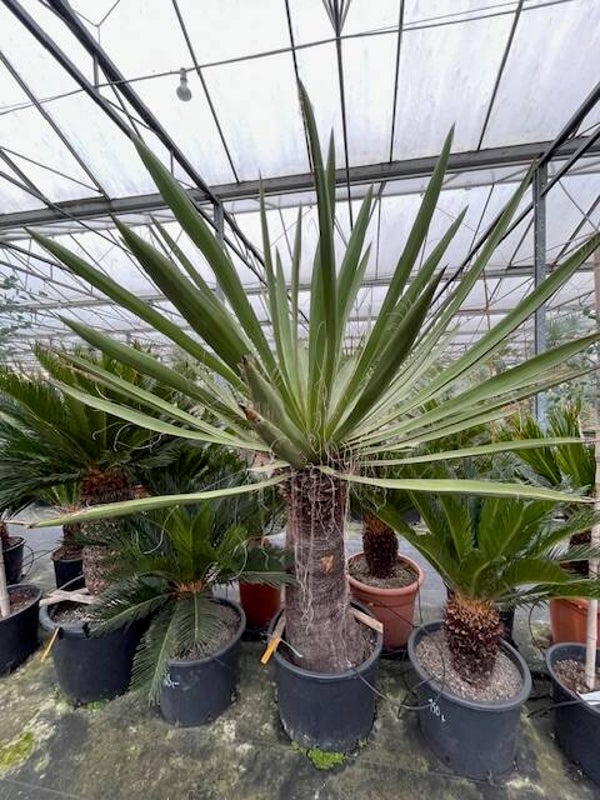 Yucca faxoniana