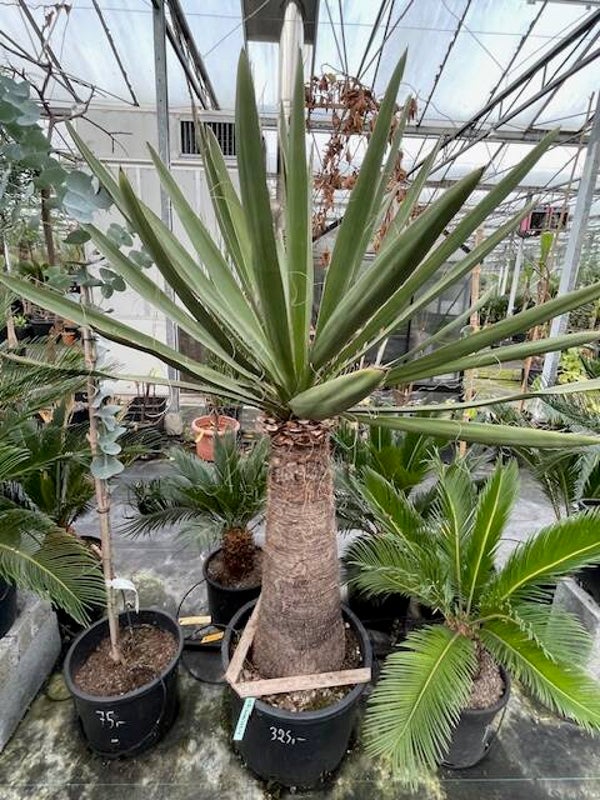 Yucca faxoniana