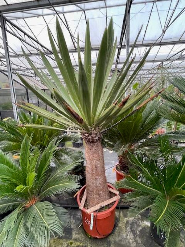 Yucca faxoniana