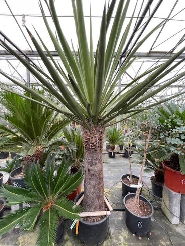 Yucca faxoniana