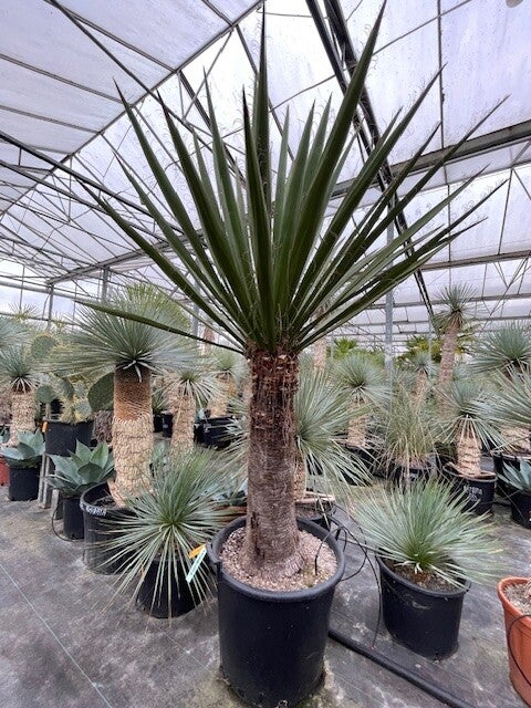 Yucca faxoniana