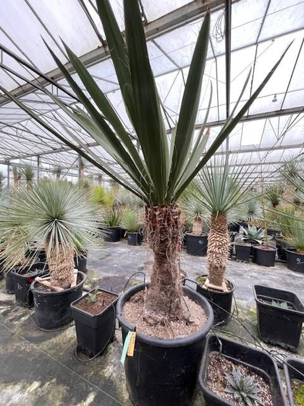 Yucca faxoniana