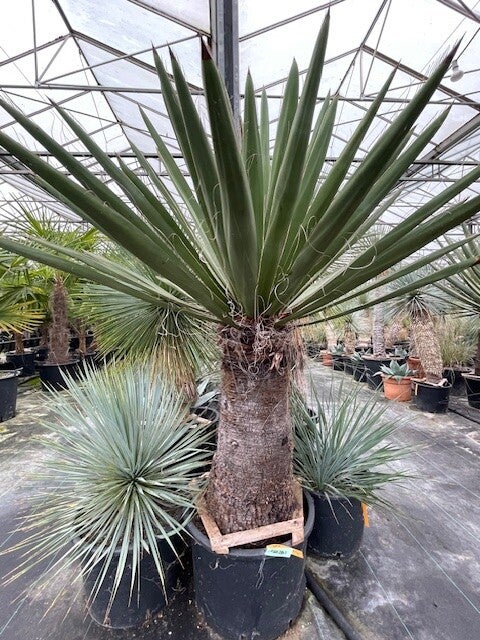 Yucca faxoniana