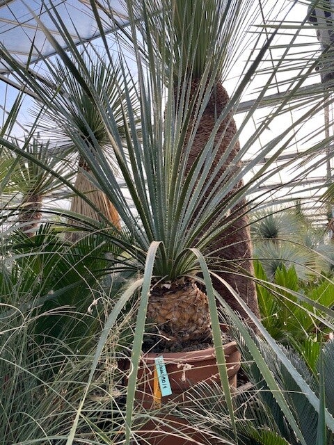 Dasylirion Cedrosanum