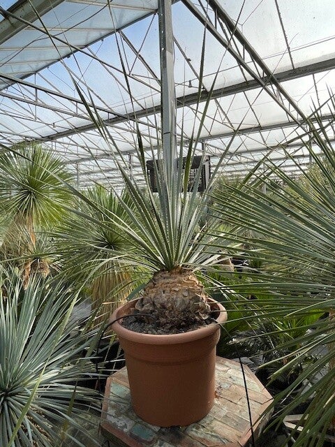 Dasylirion Cedrosanum