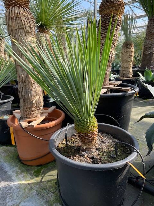 Yucca rostrata - stam 15 cm