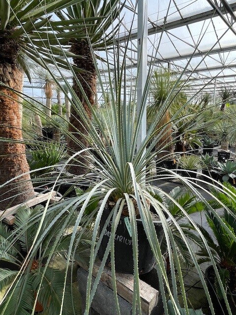 Dasylirion Cedrosanum