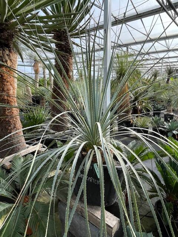 Dasylirion Cedrosanum