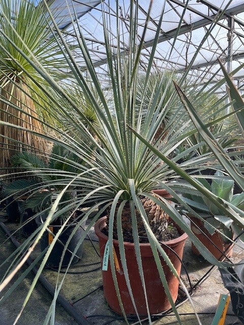 Dasylirion Cedrosanum