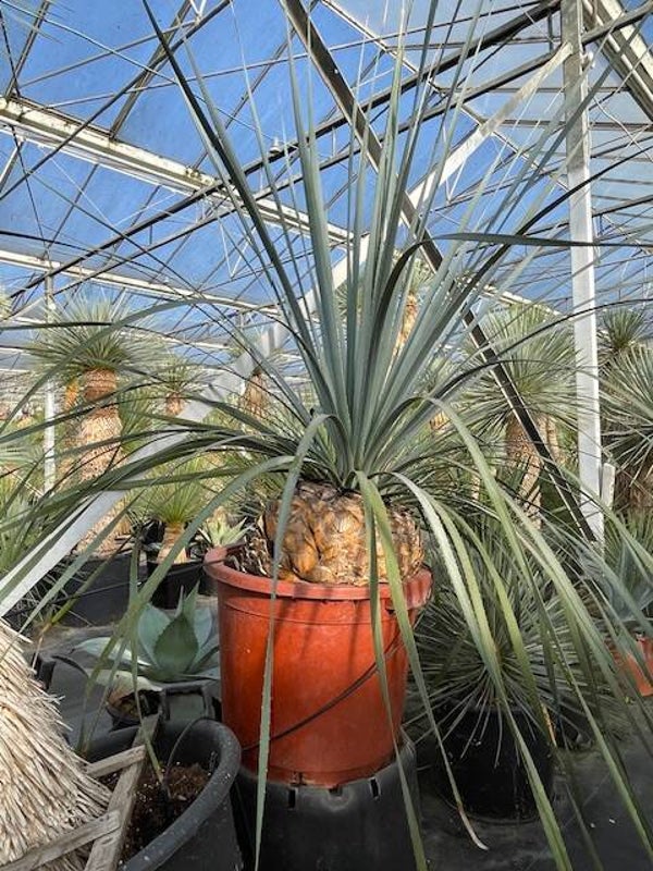 Dasylirion Cedrosanum