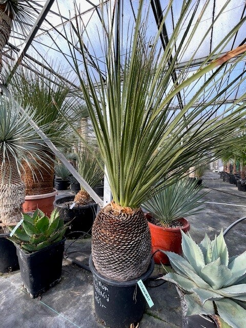 Dasylirion Miquihanensis