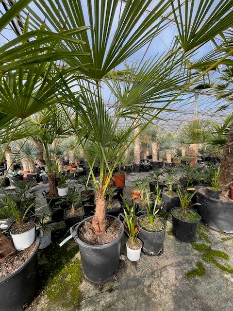 Trachycarpus fortunei