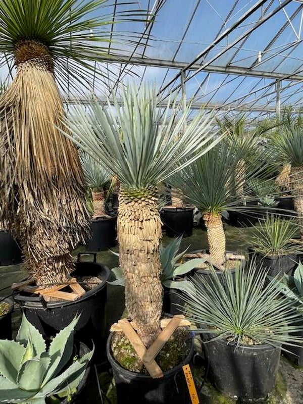 Yucca rostrata - stam 55 cm