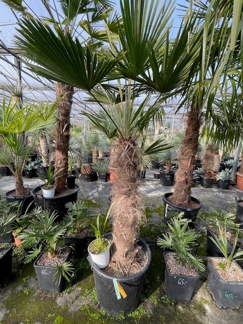 Trachycarpus fortunei