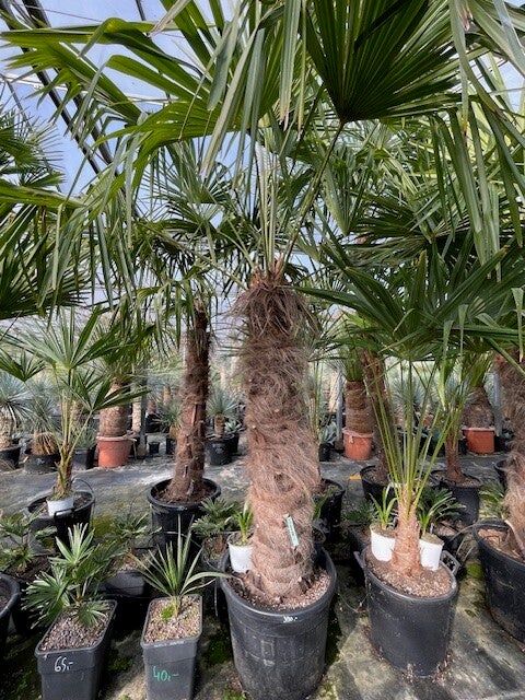 Trachycarpus fortunei