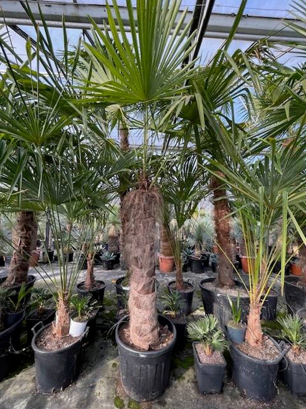 Trachycarpus fortunei