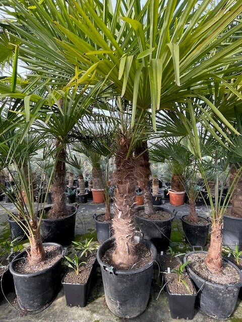 Trachycarpus fortunei