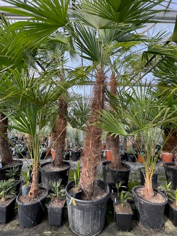 Trachycarpus fortunei