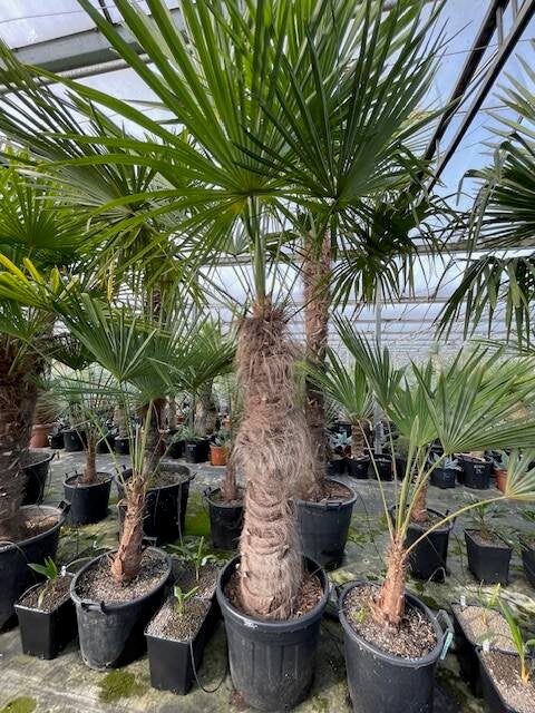 Trachycarpus fortunei