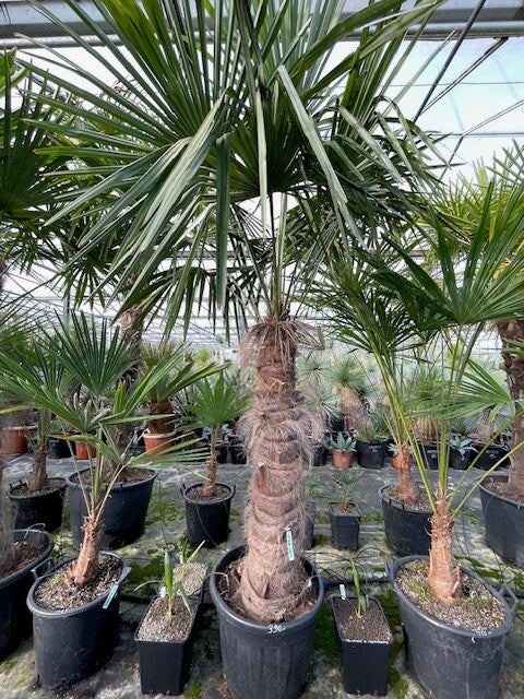 Trachycarpus fortunei