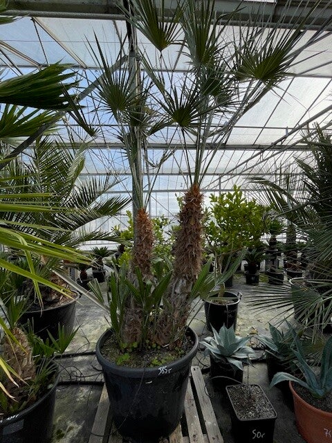 Chamaerops humilis