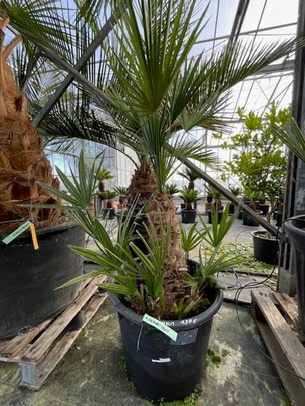 Chamaerops humilis