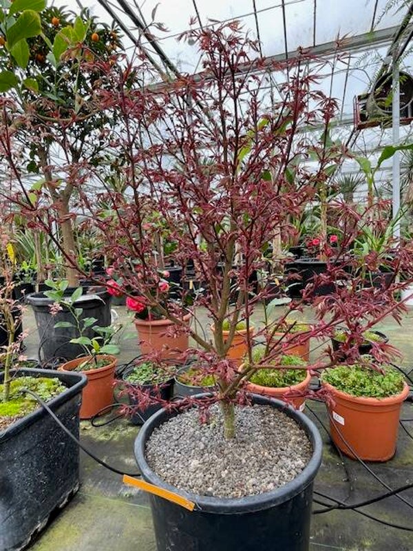 Acer Palmatum Shaina
