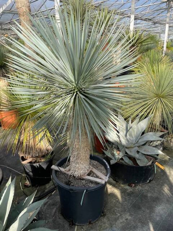 Yucca rostrata - stam 65 cm