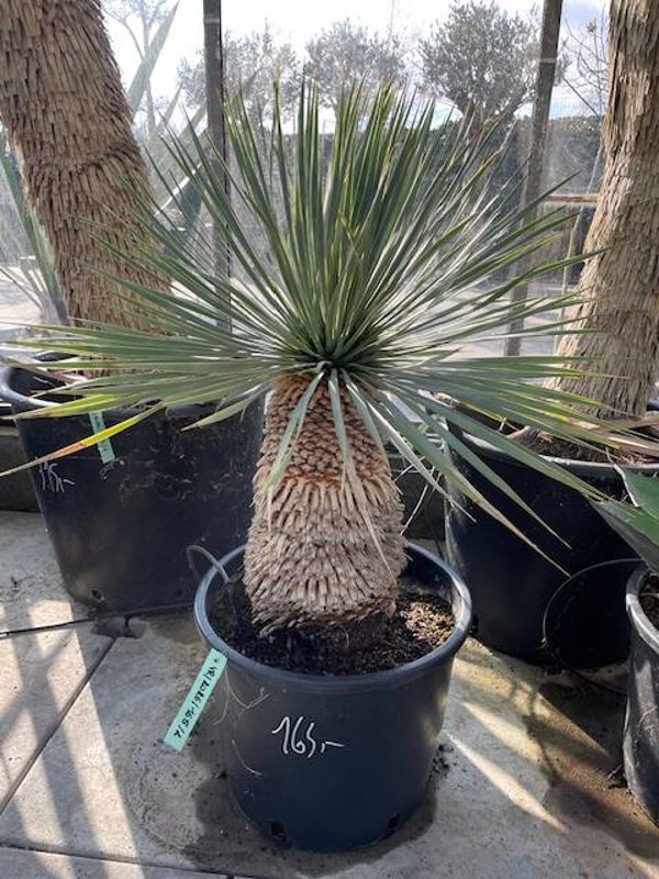 Yucca rostrata - stam 35 cm