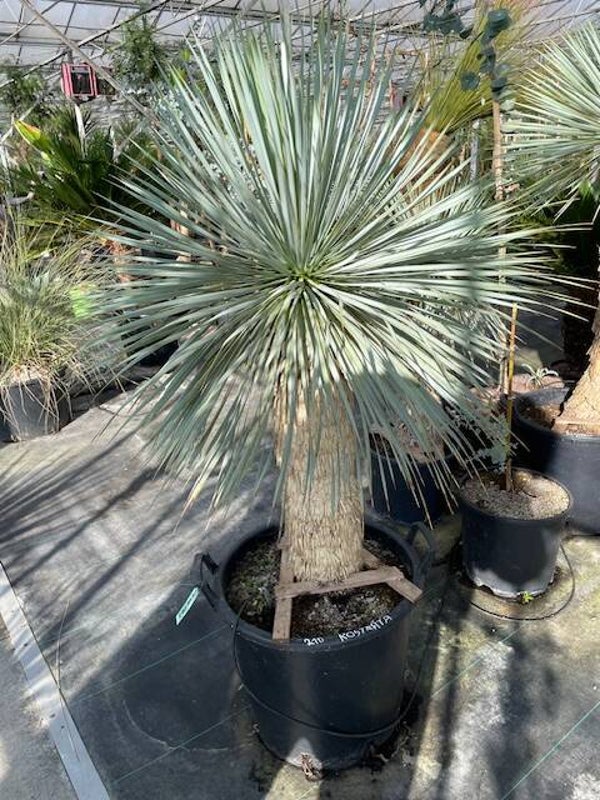 Yucca rostrata - stam 70 cm
