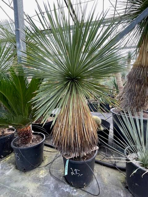 Yucca linearifolia