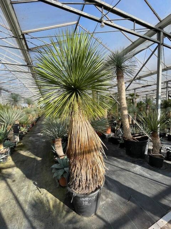 Yucca linearifolia