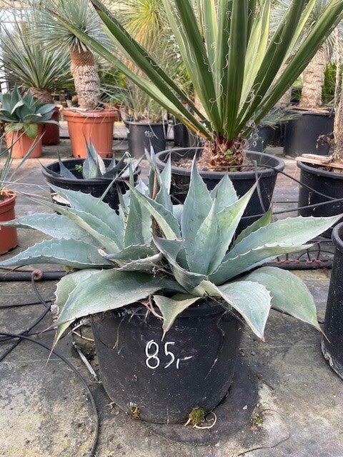 Agave Ovatifolia