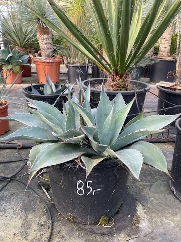 Agave Ovatifolia