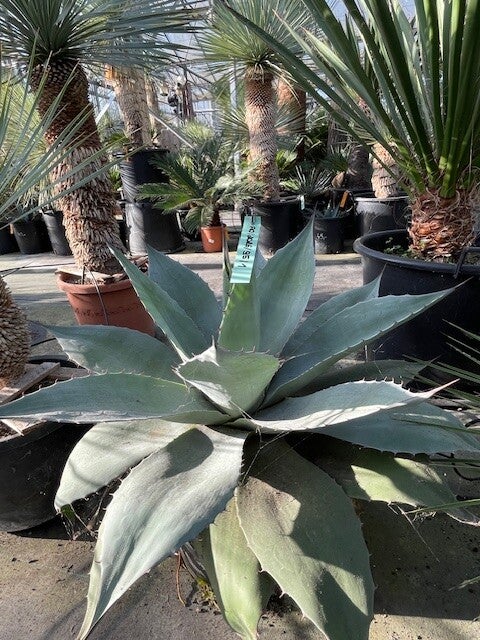 Agave Ovatifolia