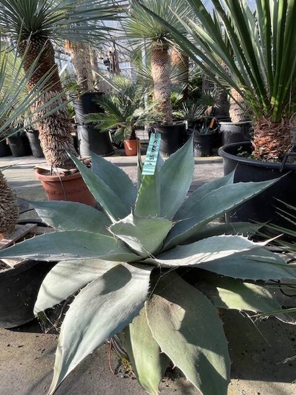 Agave Ovatifolia