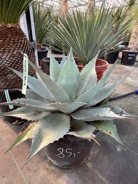 Agave Ovatifolia
