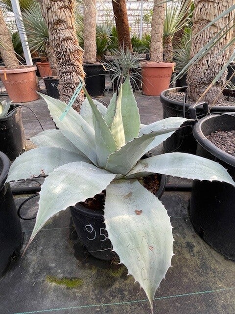 Agave Ovatifolia