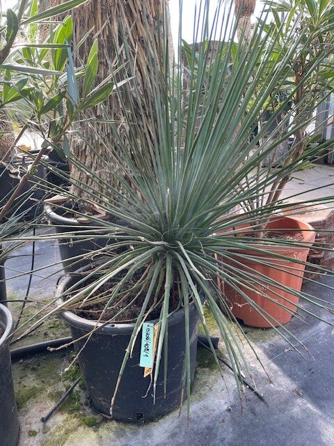 Agave striata