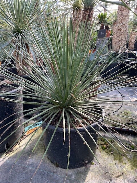 Agave striata