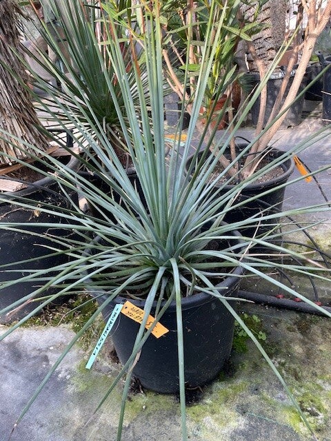 Agave striata
