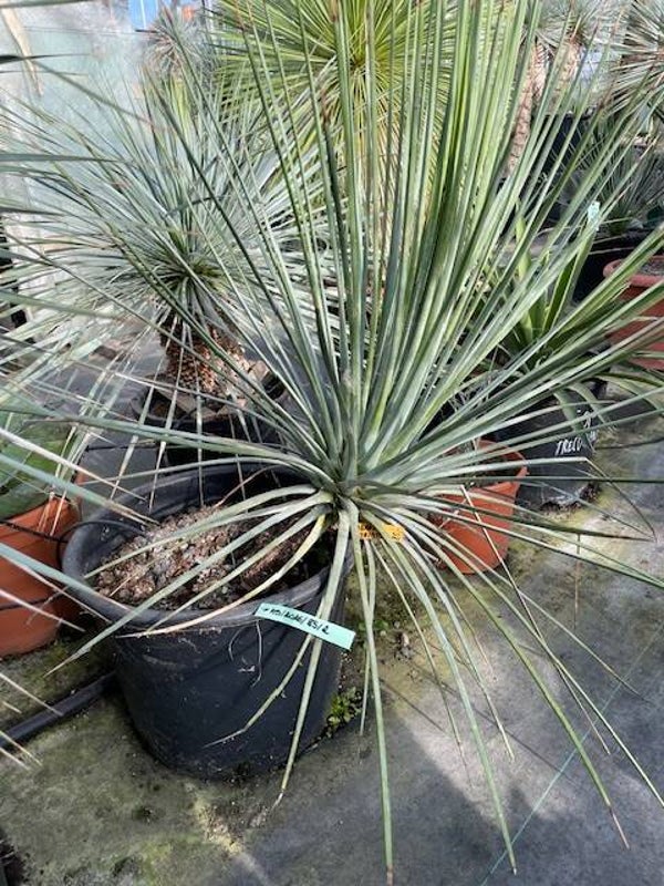 Agave striata