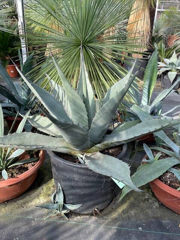 Agave Havardiana